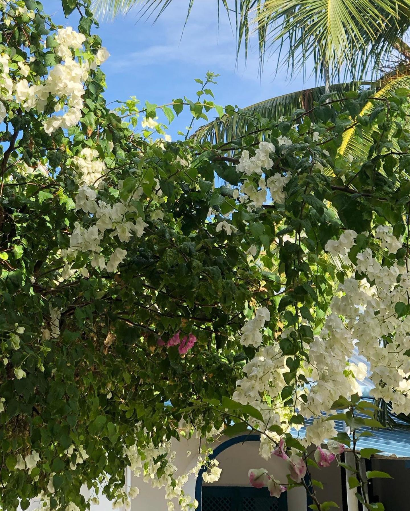 Kudhi Boli Beach House スルスドゥー エクステリア 写真